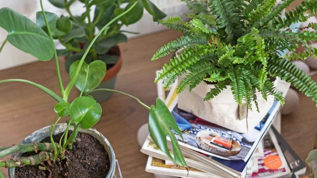 Innovative Gardening Tips to Enhance Your Green Space