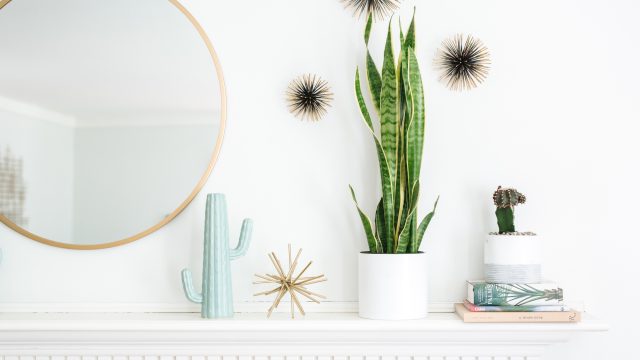 Unlocking the Benefits of Indoor Plants: A Sustainable Choice for Hotels