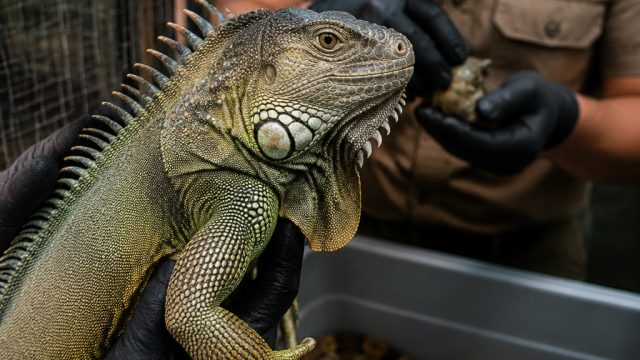 Growing Exotic Pet Ownership S